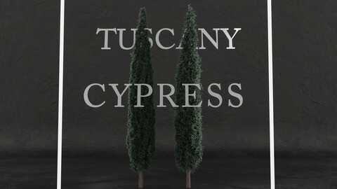Tuscany cypress tree pack