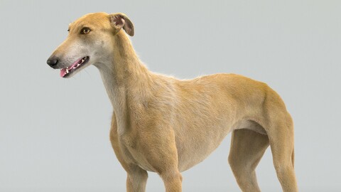 Greyhound Brown Fur