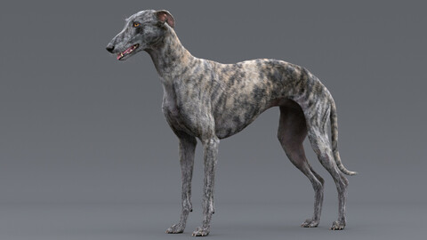 Greyhound Tiger Fur