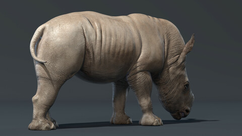 Rhino Baby Rigged