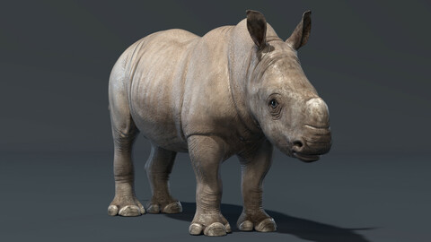 Rhino Baby