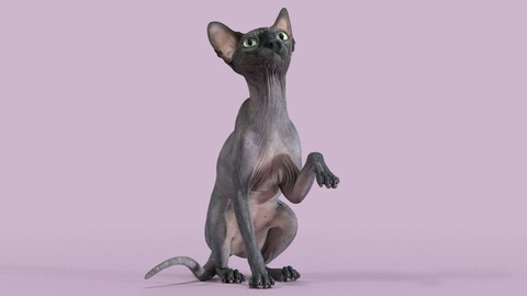 Sphynx Cat Black Sitting Pose
