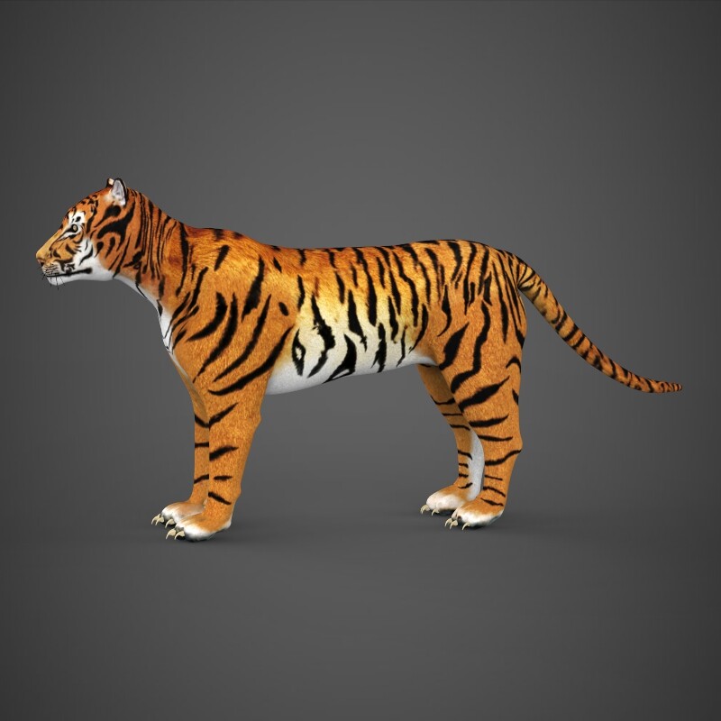 Tiger 3D models - Sketchfab