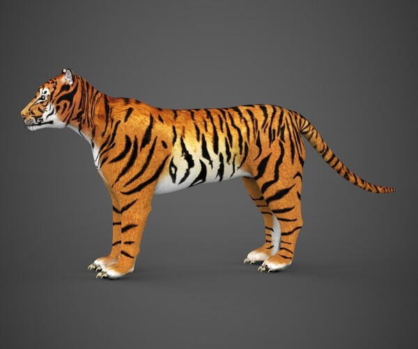 Realistic Tiger 3d Model