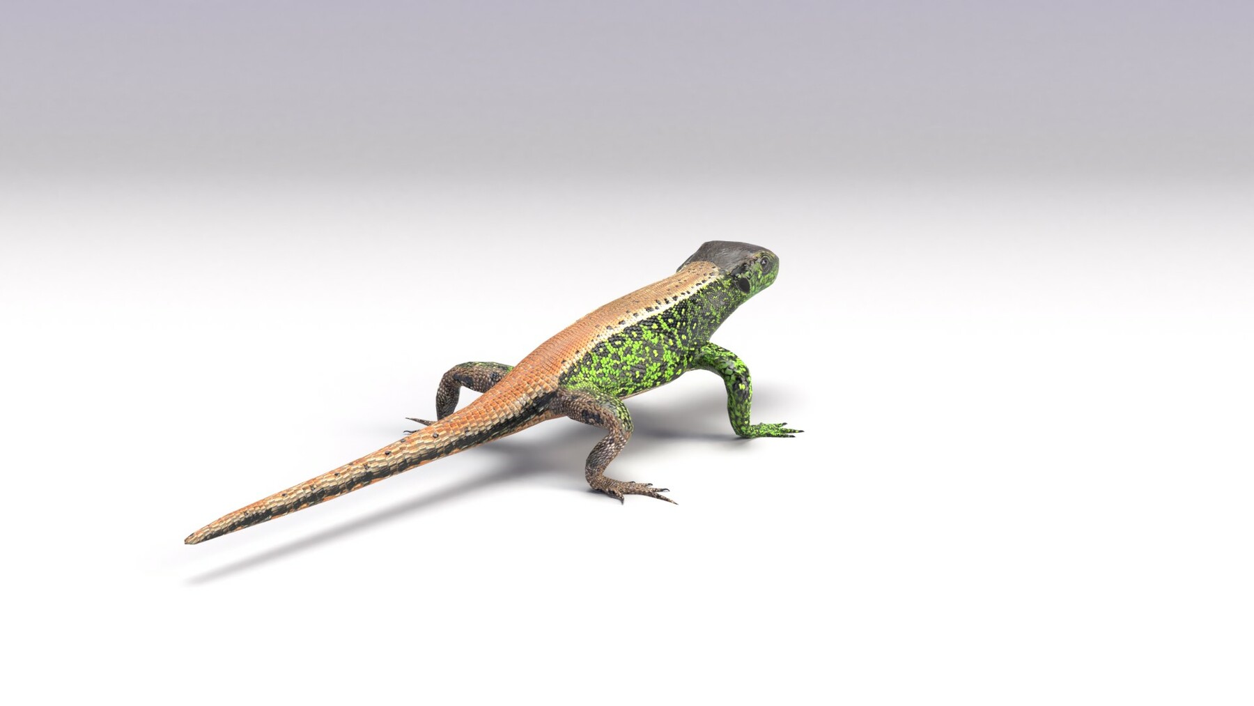 Ящерица 3d модель. Ящерица 3д модель. 3d Lizard.