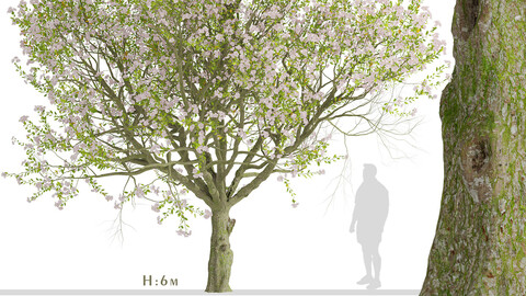 Malus spectabilis Tree (Chinese flowering apple) (1 Tree)