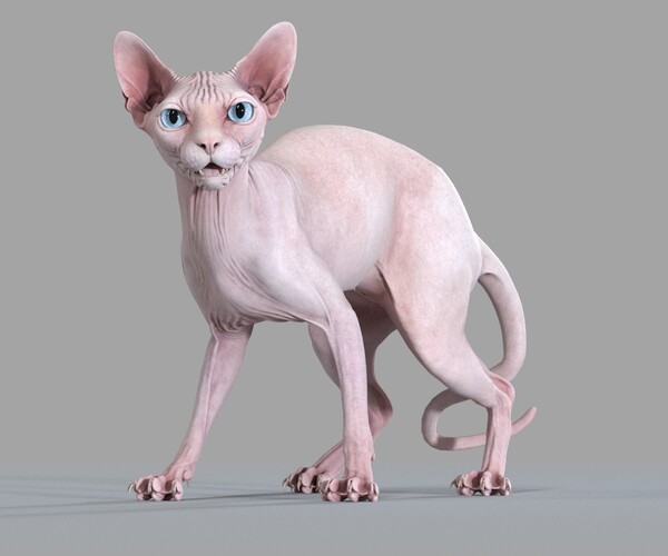 ArtStation - Sphynx Cat Pink Standing Pose | Resources