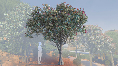 3d models of young bronze loquat tree eriobotrya deflexa