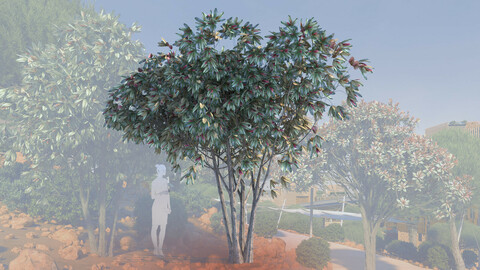 3d models of multi bronze loquat tree eriobotrya deflexa