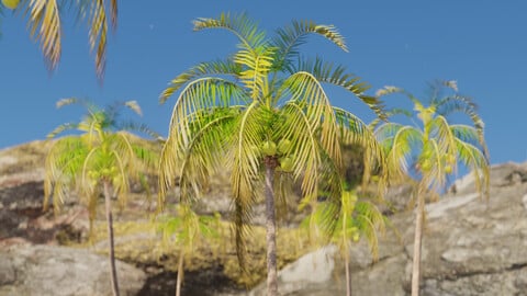 Coconut Palm Tree for Concept Art (Blender)