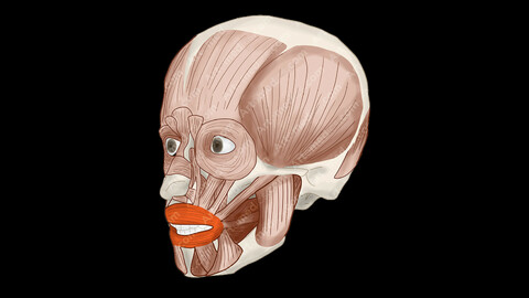 Orbicularis Oris Muscle (Anterolateral View) - Human Face Muscles