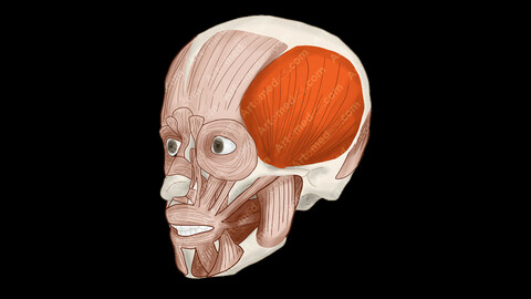 Temporalis Muscle (Anterolateral View) - Human Face Muscles