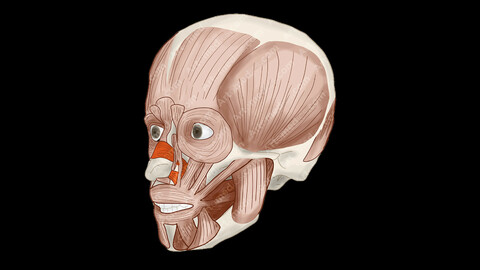 Nasalis Muscle (Anterolateral View) - Human Face Muscles