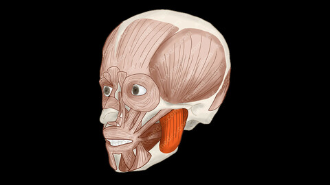 Masseter Muscle (Anterolateral View) - Human Face Muscles