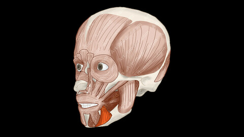 Depressor Angulis Oris Muscle (Anterolateral View) - Human Face Muscles