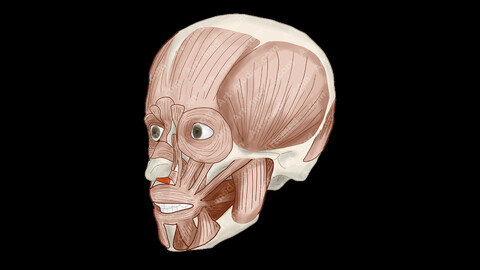 Depressor septi Muscle (Anterolateral View) - Human Face Muscles