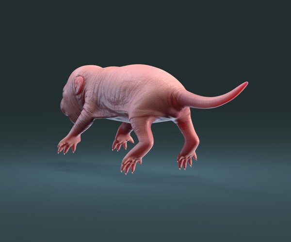 Artstation Rat Baby Newborn Pink Resources