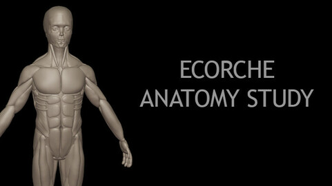 Ecorche Anatomy Study