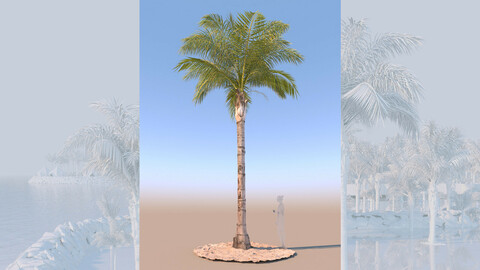 3D model of syagrus romanzoffiana queen palm mature c