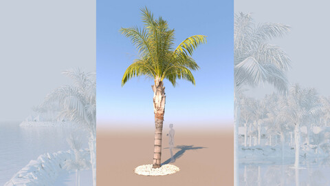 3D model of syagrus romanzoffiana queen palm mid b