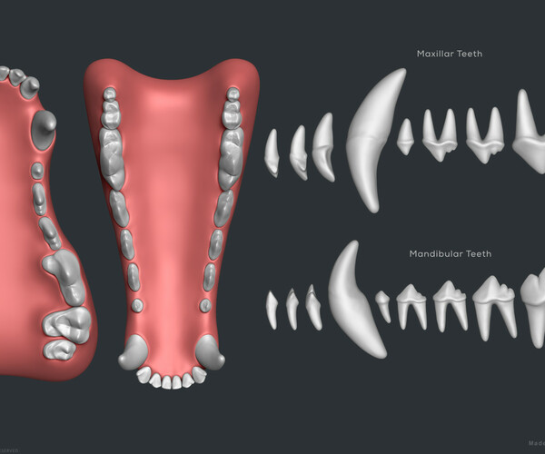 ArtStation Wolf Dog Mouth and Teeth Set Resources