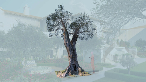 3D olive tree olea europaea mature b