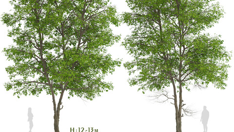 Set of Tilia Platyphyllos Trees (Large-Leaved Lime) (2 Trees)