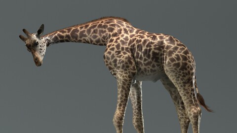 Giraffe Masai Rigged