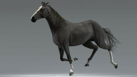 Horse Black Animated