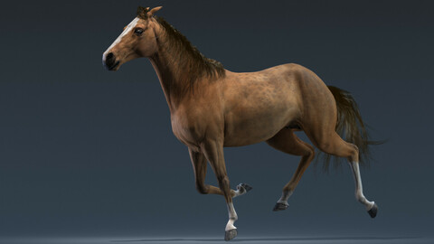 Horse Brown Animated