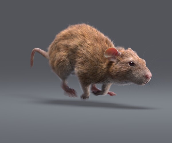 ArtStation - Rat Fur Animated Brown | Resources