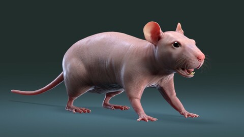 Rat Hairless