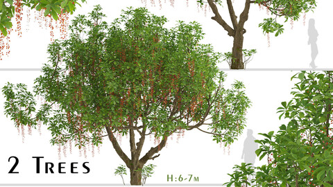 Set of Barringtonia acutangula Trees (Itchy Tree) (2 Trees)