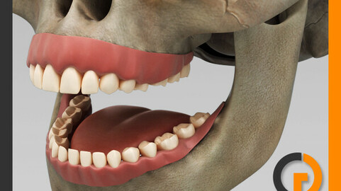 Human Dental Skull - Teeth Gums Tongue - Anatomy