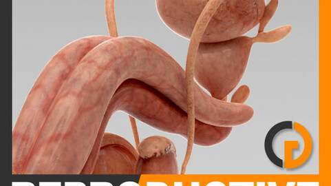 Human Male Urinary and Reproductive System - Anatomy