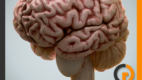 Human Brain 2.0 - Anatomy