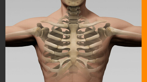 Human Male Body and Skeleton - Anatomy