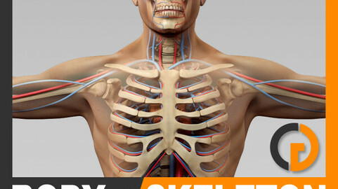 Human Male Body, Circulatory System and Skeleton - Anatomy