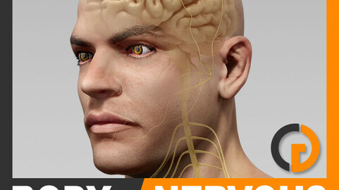 Human Male Body and Nervous System Textured - Anatomy