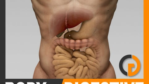Human Male Body and Digestive System Textured - Anatomy