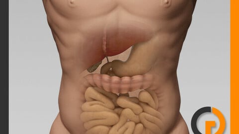 Human Male Body and Digestive System - Anatomy