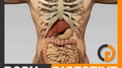 Human Male Body, Digestive System and Skeleton - Anatomy