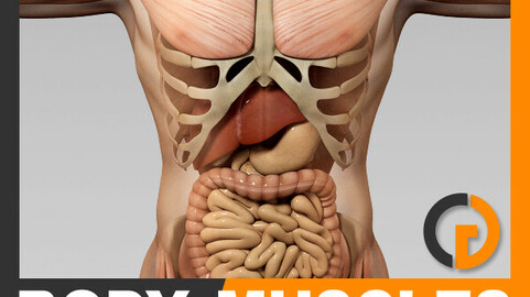 Human Male Body, Muscular, Digestive System and Skeleton - Anatomy