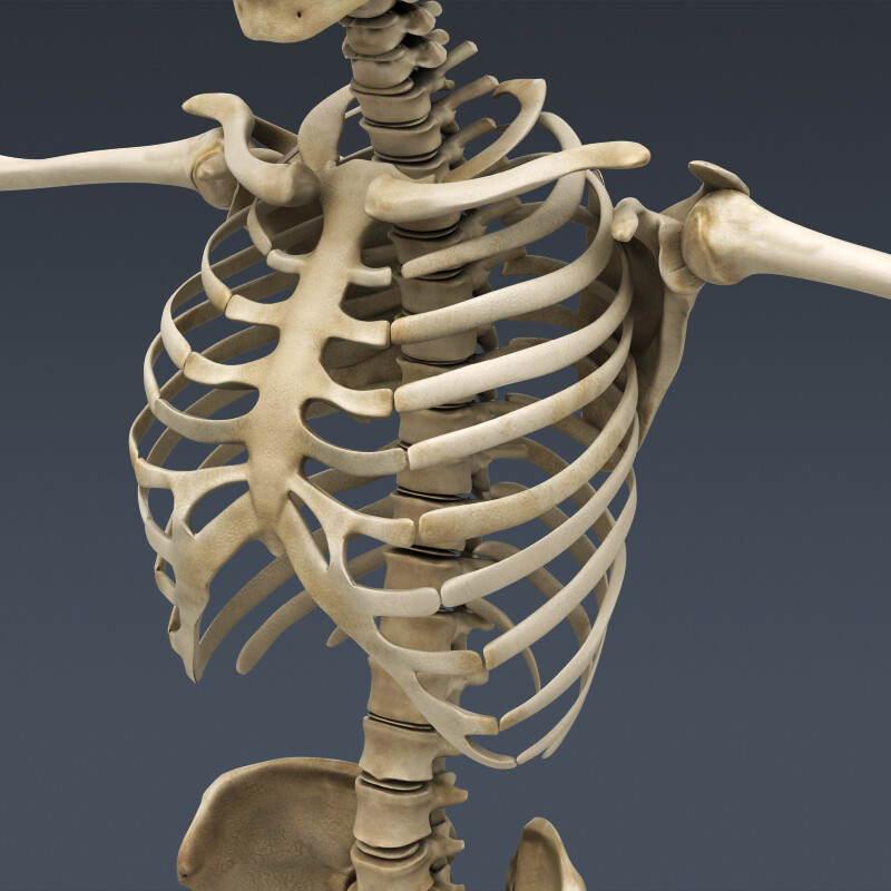 Скелет фото анатомия. Скелет грудной клетки. Скелет референс грудная клетка. Скелет 3ds Max. Человеческая грудная клетка скелет.