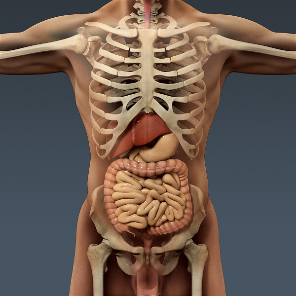 Внутренние органы и скелет фото