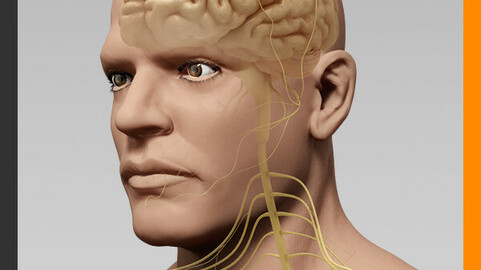 Human Male Body and Nervous System - Anatomy