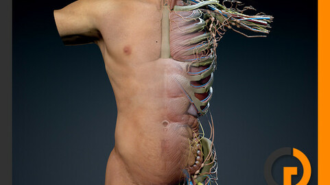Human Male Torso Anatomy