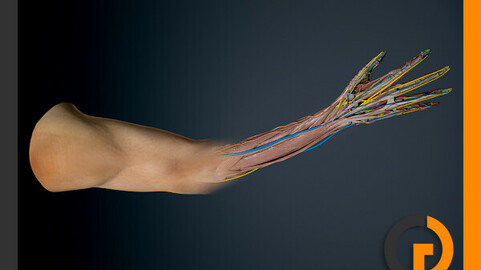 Human Male Arm Anatomy