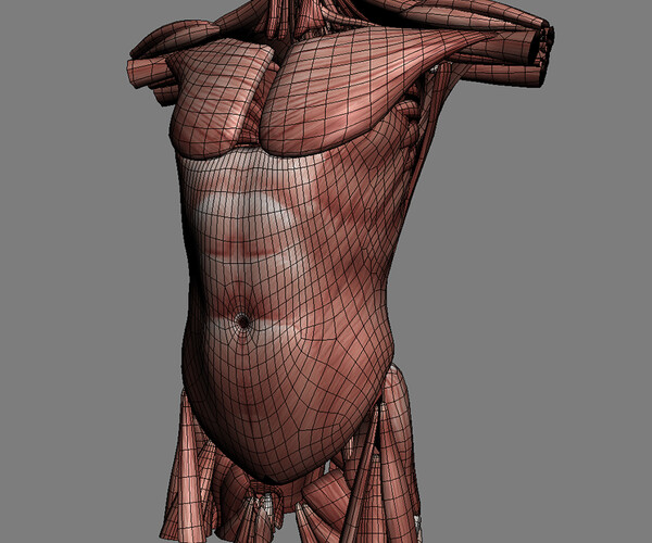ArtStation - Human Female Torso Anatomy | Resources