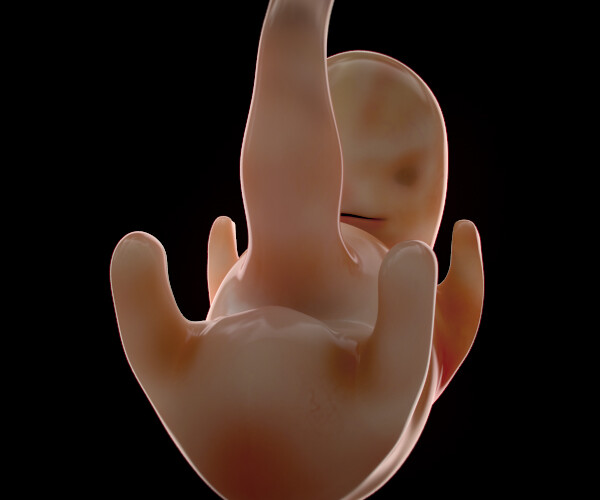 ArtStation Human Embryo 6 Weeks Resources